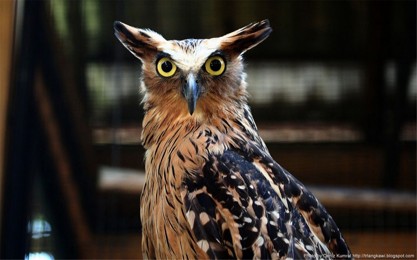 点击大图看下一张：机灵可爱的猫头鹰图片