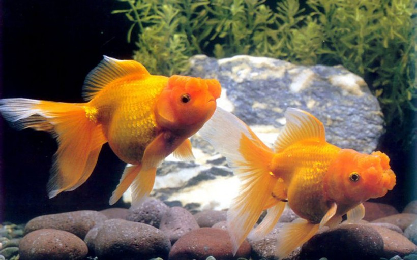 点击大图看下一张：金鱼图片