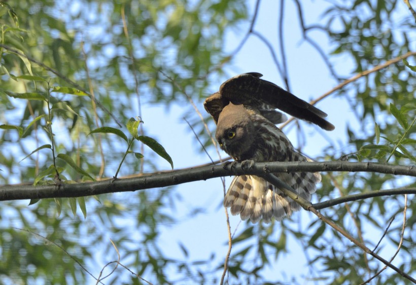 点击大图看下一张：褐鹰鸮图片