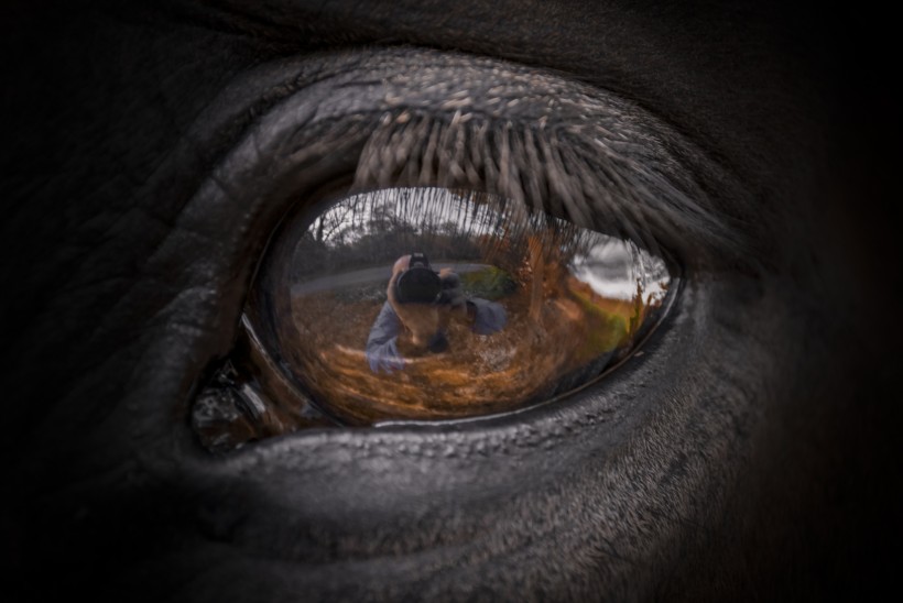 点击大图看下一张：马的眼睛特写图片