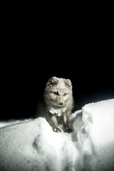 点击大图看下一张：可爱的北极狐图片