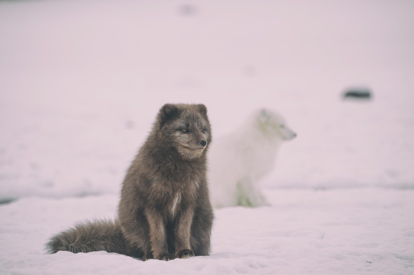 点击大图看下一张：可爱的北极狐图片