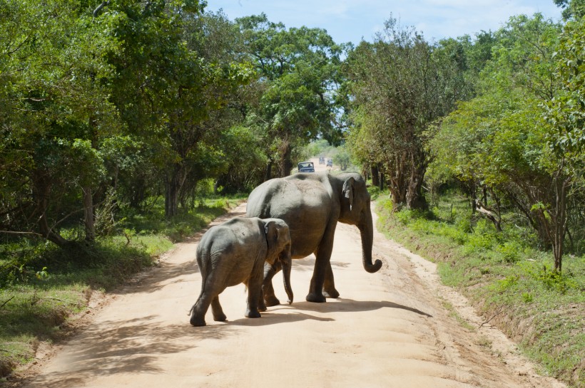 点击大图看下一张：可爱的大象和小象图片