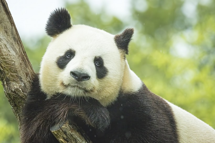 点击大图看下一张：可爱的大熊猫图片