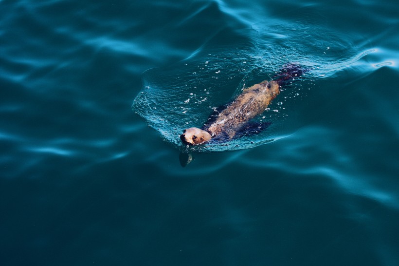 点击大图看下一张：可爱的海狮图片