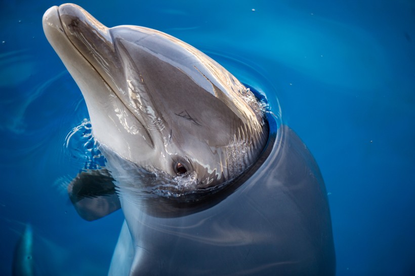 点击大图看下一张：可爱的海豚图片