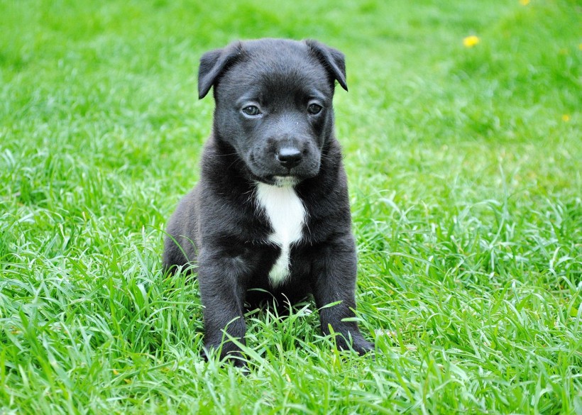 点击大图看下一张：可爱的黑狗图片