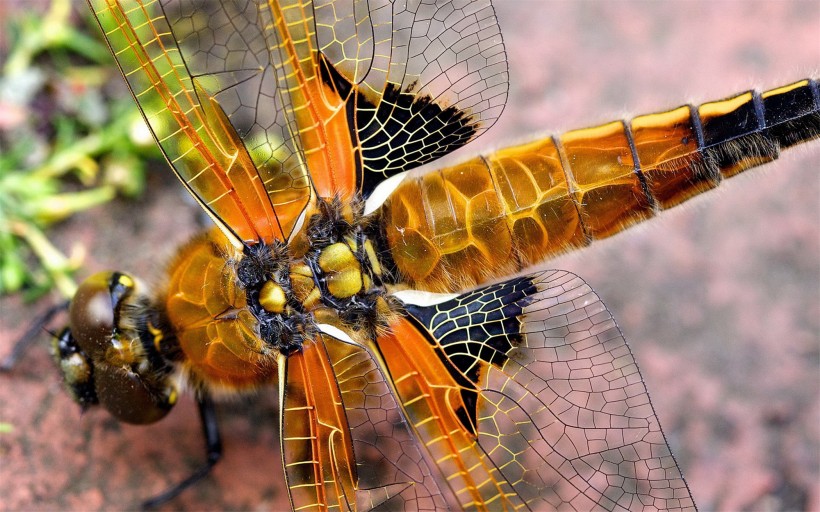 点击大图看下一张：可爱的蜻蜓图片