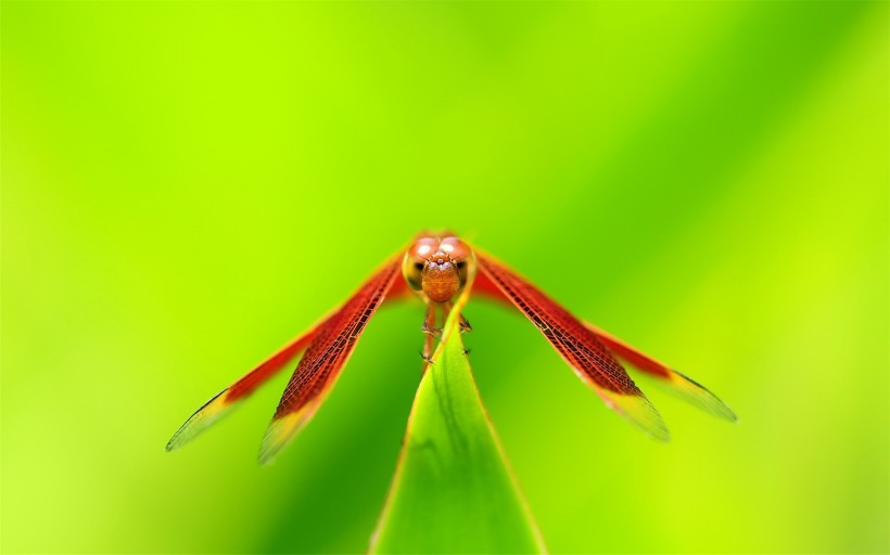 点击大图看下一张：可爱的蜻蜓图片