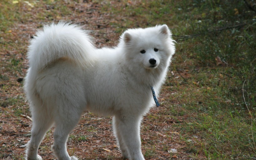 点击大图看下一张：可爱的萨摩耶犬图片