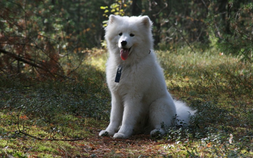 点击大图看下一张：可爱的萨摩耶犬图片