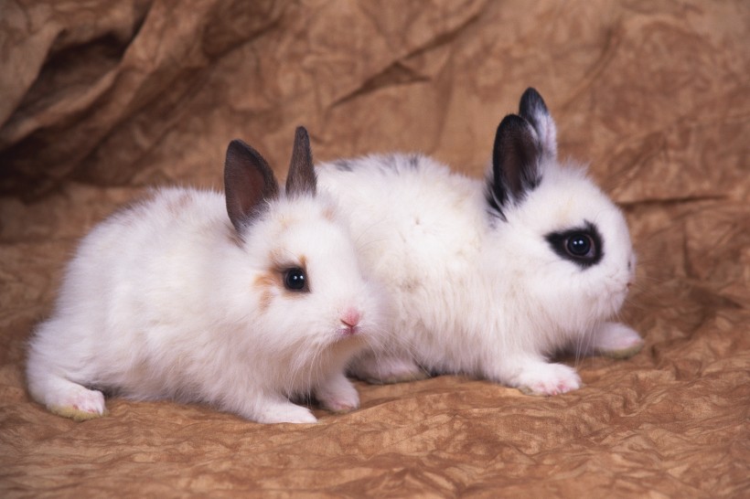 点击大图看下一张：软萌可爱的小兔子图片