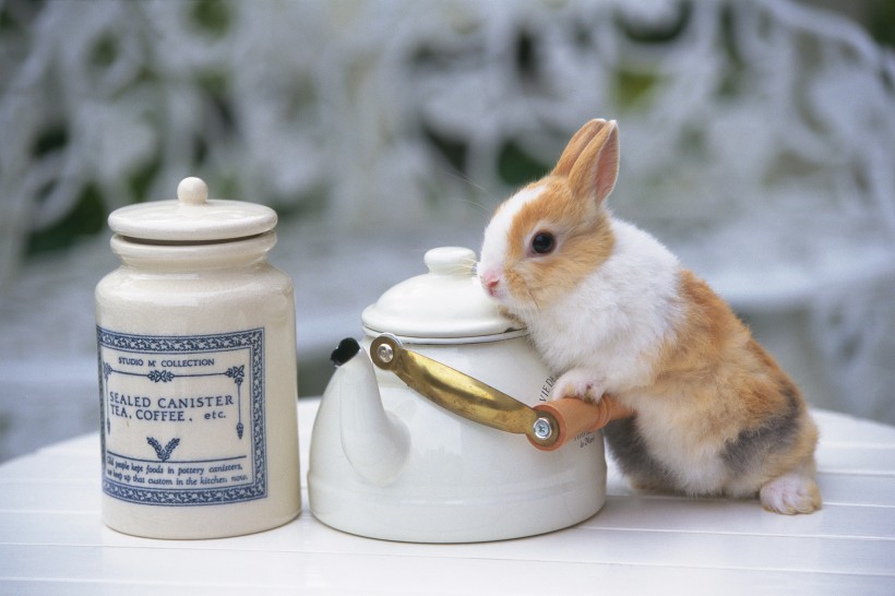 点击大图看下一张：软萌可爱的小兔子图片