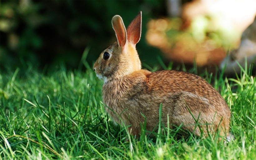 点击大图看下一张：可爱的小兔子图片