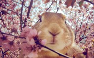 可爱的小兔子图片_16张