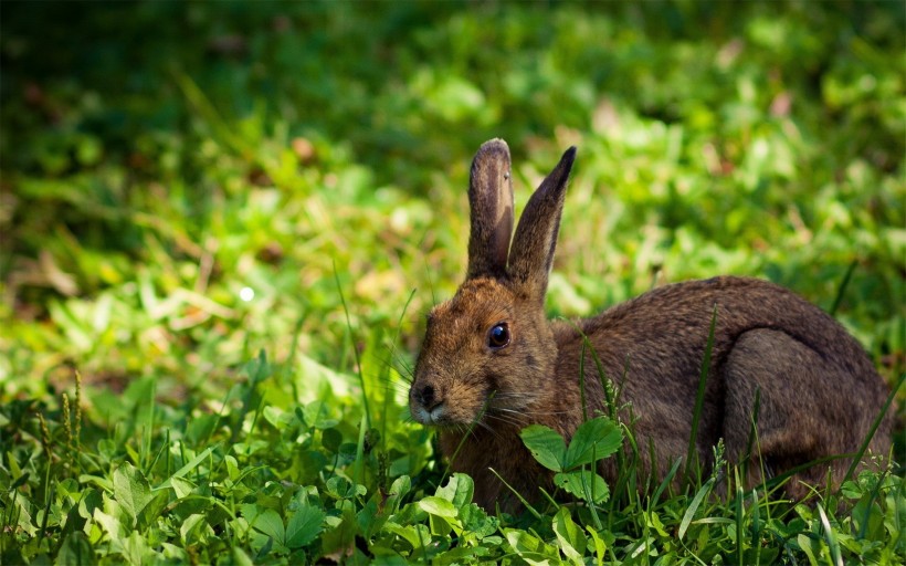 点击大图看下一张：可爱的小兔子图片