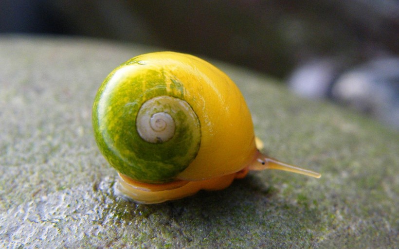 点击大图看下一张：可爱的蜗牛图片