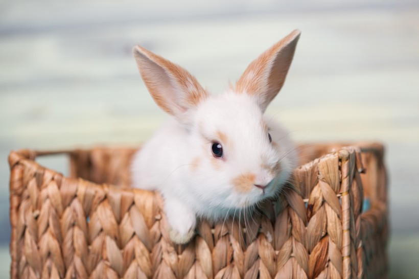 点击大图看下一张：可爱的小白兔图片