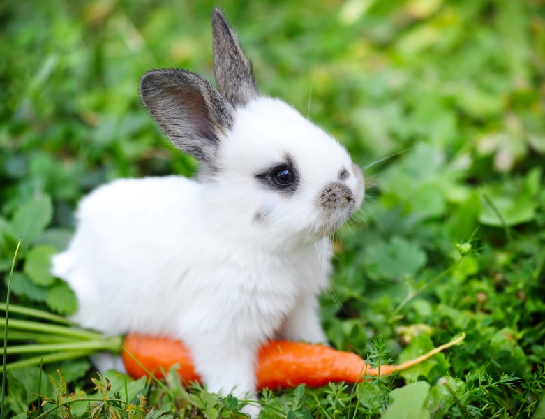 点击大图看下一张：可爱的小白兔图片