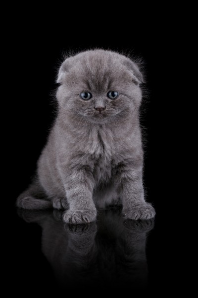 点击大图看下一张:可爱的小猫咪图片