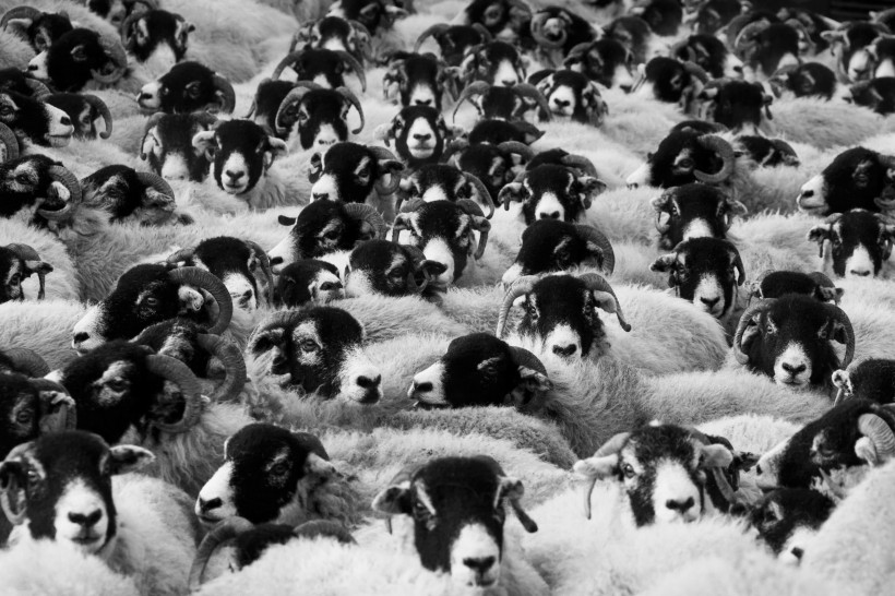 点击大图看下一张：羊群图片