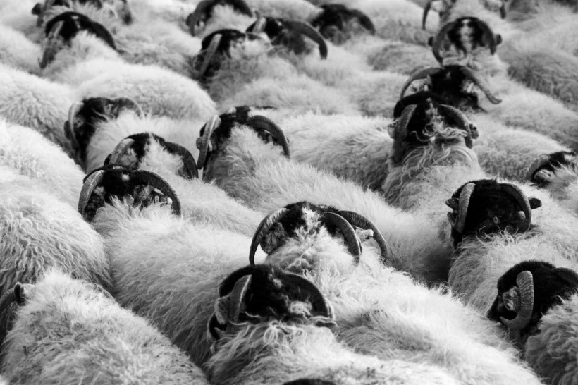点击大图看下一张：羊群图片
