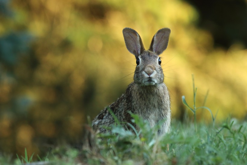 点击大图看下一张：可爱的野兔图片