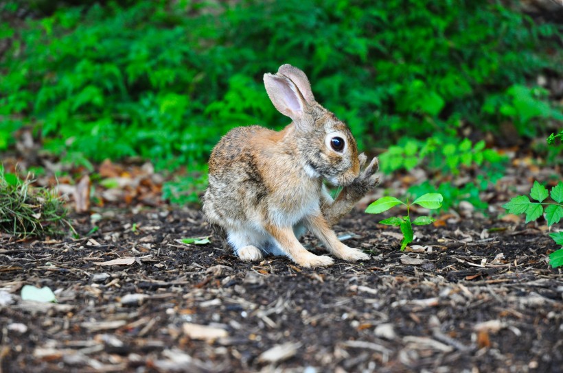 点击大图看下一张：可爱的野兔图片