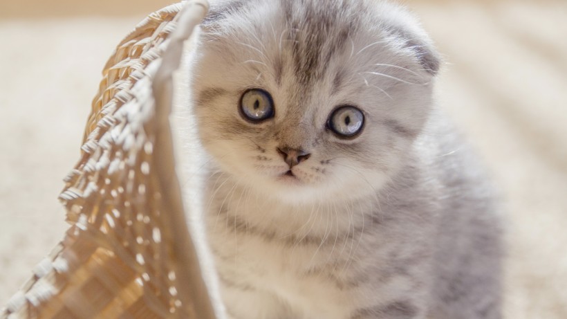 点击大图看下一张：可爱的折耳猫图片
