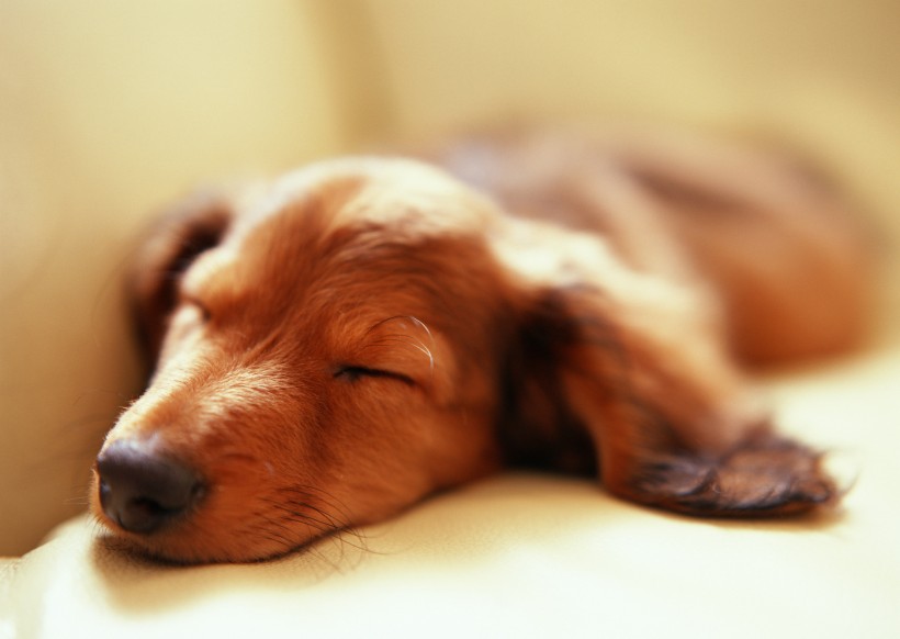 点击大图看下一张：可爱狗狗睡姿图片