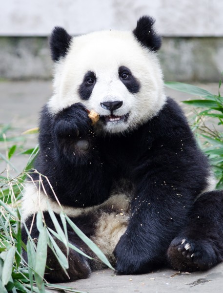 点击大图看下一张：可爱国宝大熊猫图片