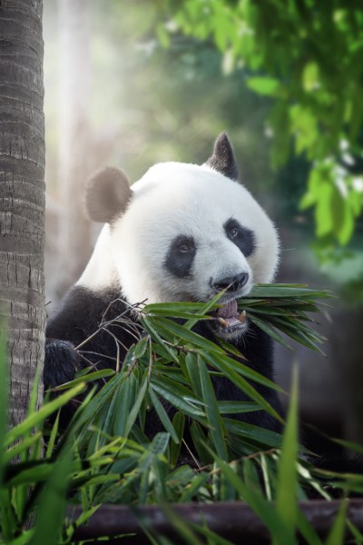 点击大图看下一张：可爱国宝大熊猫图片