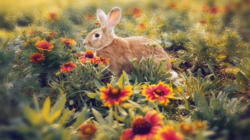 点击大图看下一张：可爱兔子图片