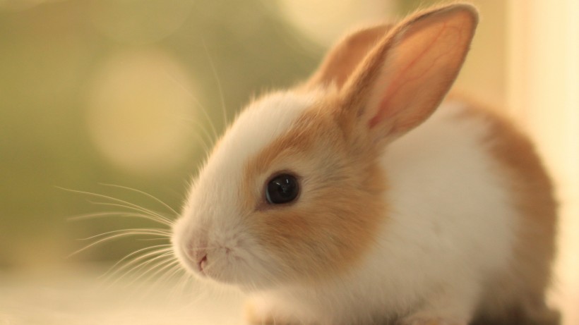 点击大图看下一张：可爱兔子图片