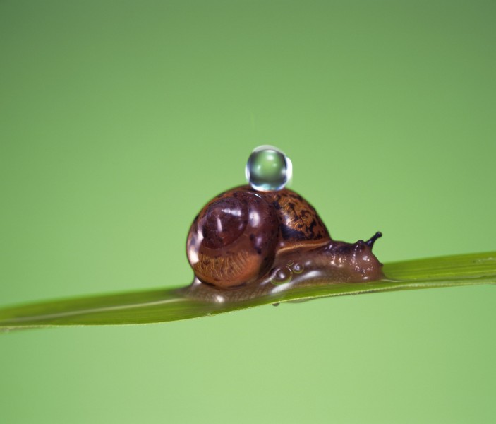 点击大图看下一张：可爱小蜗牛图片