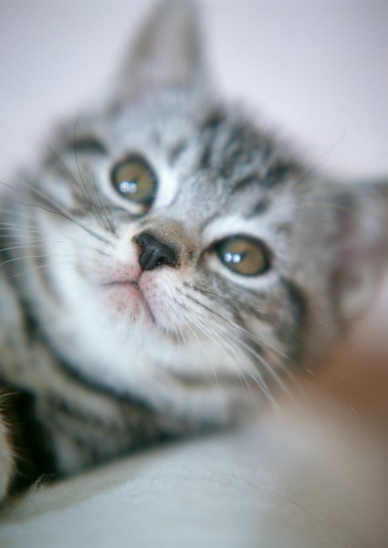点击大图看下一张：可爱小猫图片