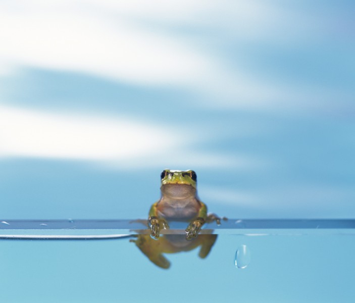 点击大图看下一张：可爱小青蛙图片