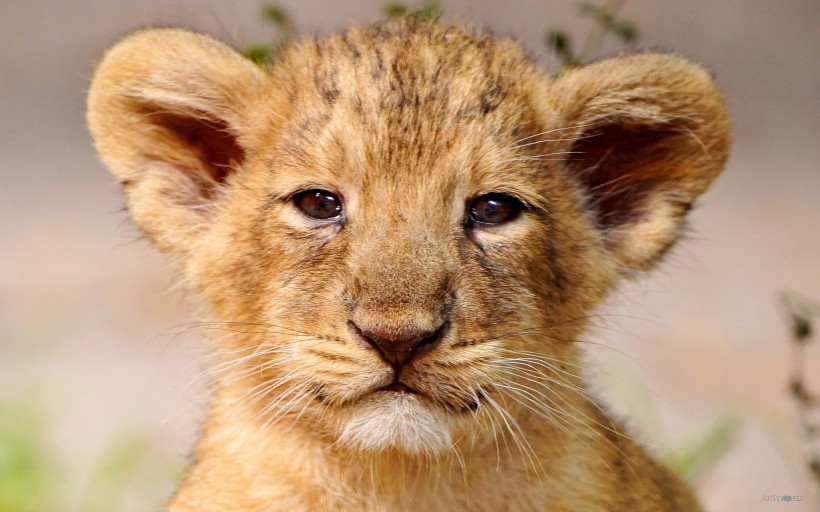 点击大图看下一张：可爱小狮子图片