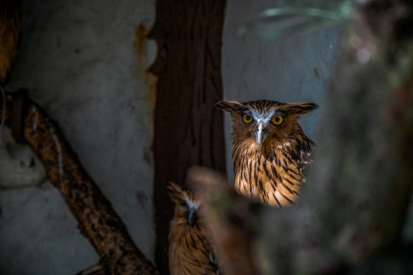 点击大图看下一张:可爱的猫头鹰图片