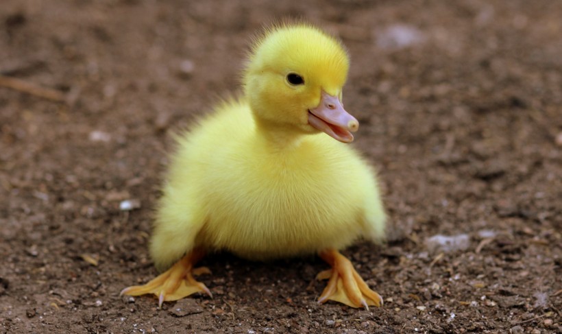 点击大图看下一张：可爱的小鸭子图片