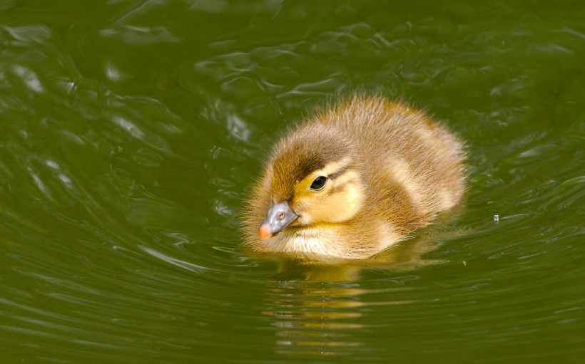点击大图看下一张：可爱的小鸭子图片