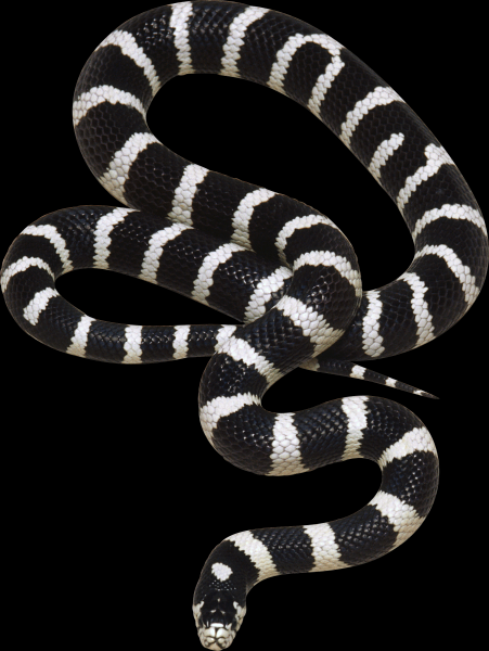 点击大图看下一张：各类蛇的透明背景PNG图片