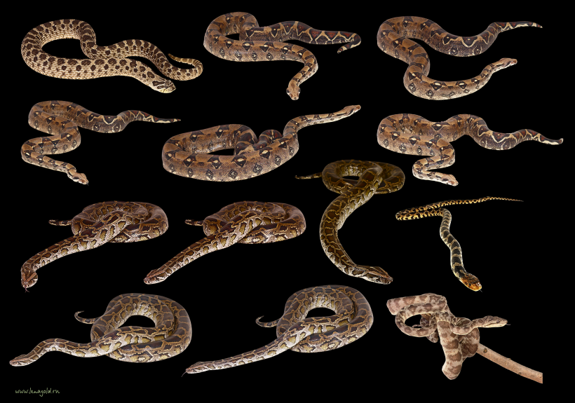 点击大图看下一张：各类蛇的透明背景PNG图片