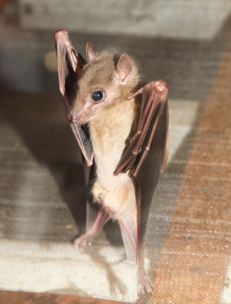 点击大图看下一张：可怕的吸血蝙蝠图片