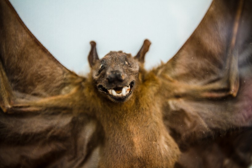 点击大图看下一张：可怕的吸血蝙蝠图片