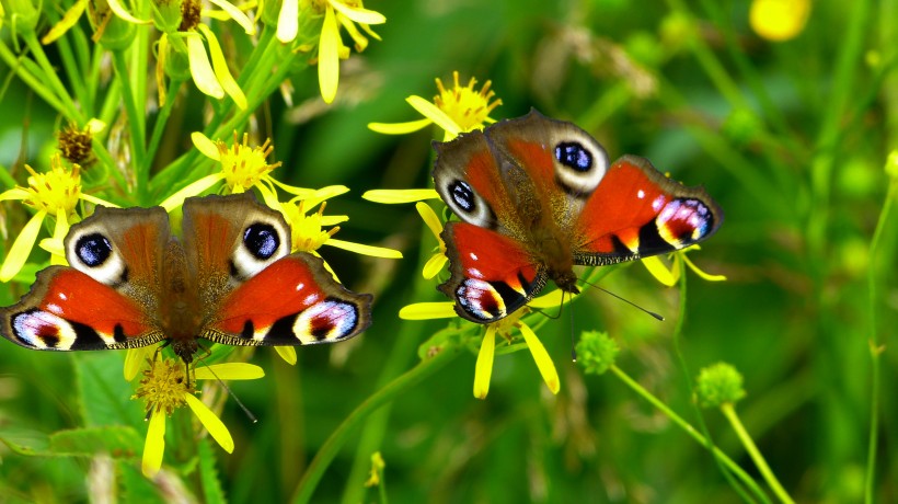 点击大图看下一张：蝴蝶界的孔雀——孔雀蛱蝶图片