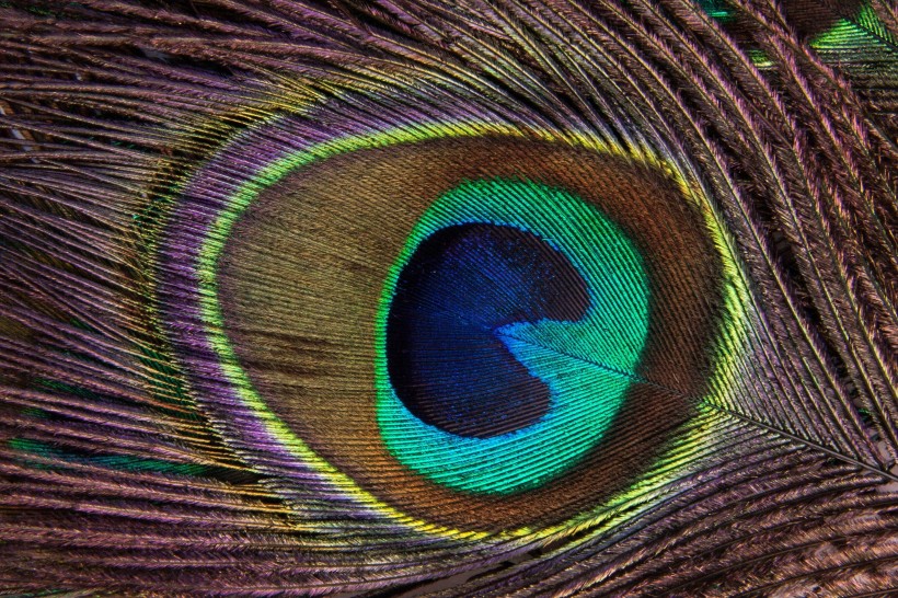 点击大图看下一张：光鲜的孔雀羽毛图片