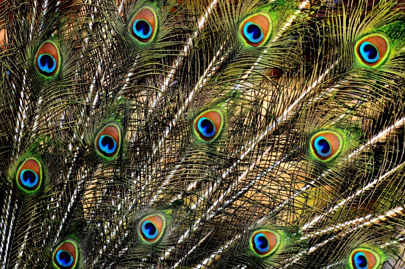 点击大图看下一张：光鲜的孔雀羽毛图片