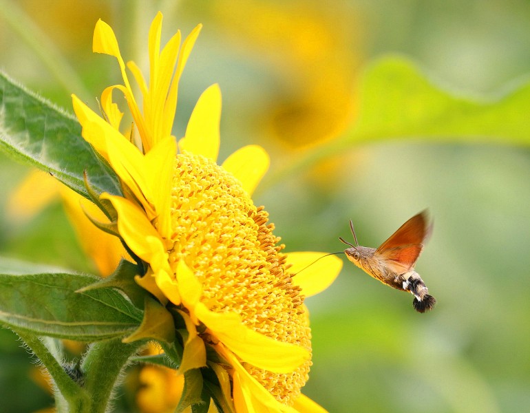 点击大图看下一张：葵花上的蜂鸟鹰蛾图片