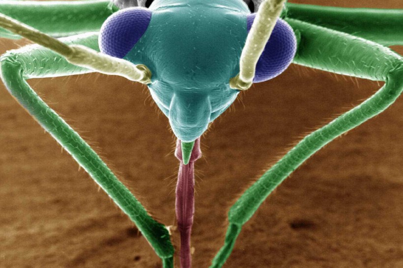 点击大图看下一张：显微镜下的昆虫图片